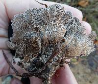 Schizophyllum commune image