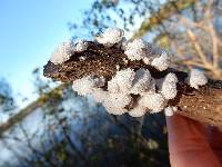 Schizophyllum commune image