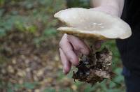 Clitocybe nebularis image