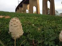 Coprinus comatus image