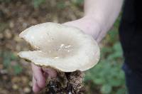 Clitocybe nebularis image