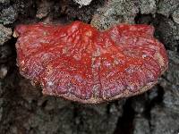 Ganoderma lucidum image