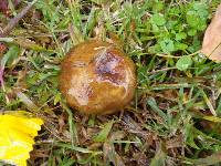 Paxillus involutus image