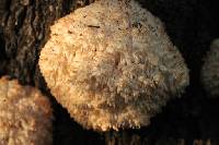 Hericium coralloides image