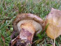 Paxillus involutus image