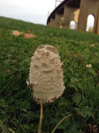 Coprinus comatus image