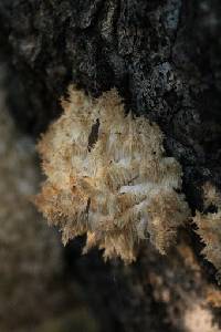 Hericium coralloides image