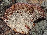 Ganoderma lucidum image