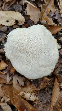 Hericium erinaceus image