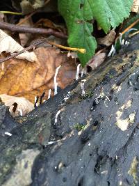 Xylaria hypoxylon image