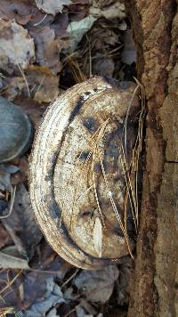 Ganoderma applanatum image