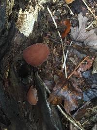 Auricularia auricula-judae image