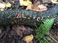 Nectria cinnabarina image