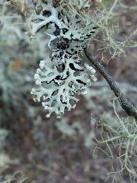 Hypogymnia physodes image