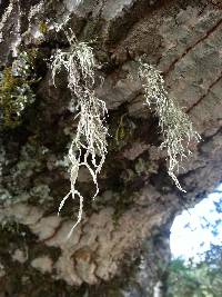 Ramalina farinacea image