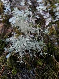 Usnea intermedia image