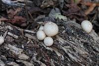 Lycoperdon pyriforme image