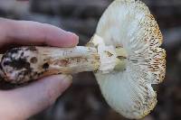 Amanita rubescens image