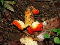 Hygrocybe punicea image