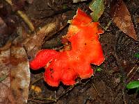 Hygrocybe punicea image