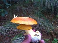 Amanita caesarea image