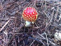 Amanita muscaria image