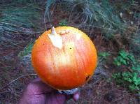 Amanita caesarea image