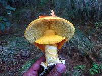 Amanita caesarea image