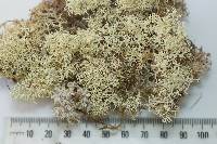 Cladonia confusa image