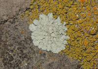 Lecanora muralis image