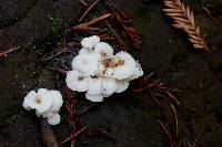 Hemimycena candida image