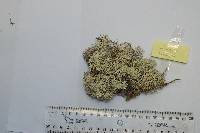 Cladonia confusa image