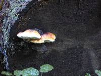 Fomitopsis pinicola image