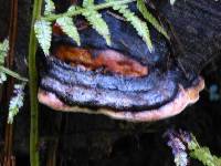 Fomitopsis pinicola image