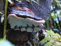 Fomitopsis pinicola image