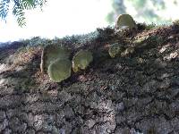 Fomitopsis pinicola image