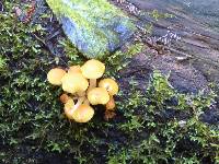 Hypholoma capnoides image