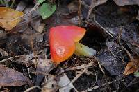 Hygrocybe cuspidata image