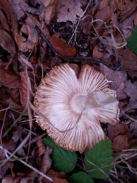 Amanita muscaria image