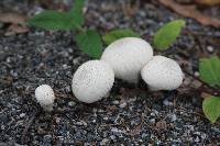 Lycoperdon perlatum image