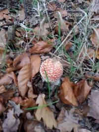 Amanita muscaria image