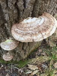 Ganoderma applanatum image