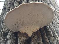 Ganoderma applanatum image