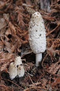 Coprinus comatus image