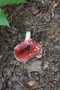 Russula emetica image