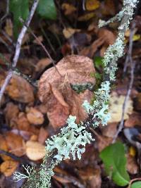 Hypogymnia tubulosa image