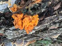 Tremella aurantia image