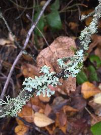 Hypogymnia tubulosa image