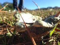 Lactarius indigo image