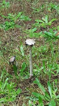 Coprinus comatus image